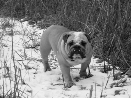 anglický bulldog