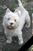 Beny - westhighlandsky terrier
