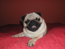 BEVERLY PUG Fexador, mops