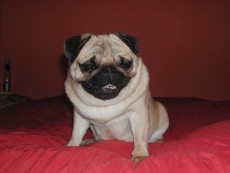 BEVERLY PUG Fexador, mops