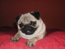 BEVERLY PUG Fexador, mops