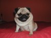 Beverly Pug Fexador - mops