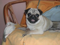 chantal - mops