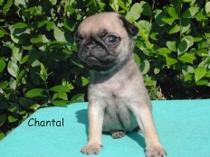 chantal - mops