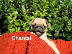 chantal - mops