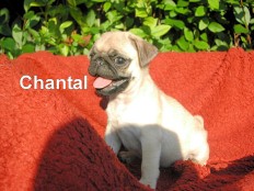 chantal - mops