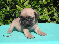 chantal - mops