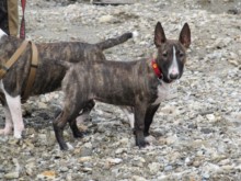 mini-bullterrier