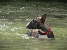 mini-bullterrier