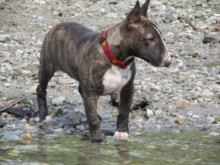 mini-bullterrier