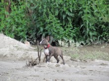 mini-bullterrier